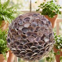 Artículo Decoración decorativa de conchas de bolas para colgar decoración marítima Ø18cm