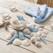 Artículo Decoración de conchas de caracol azul natural 3–5 cm 150 g