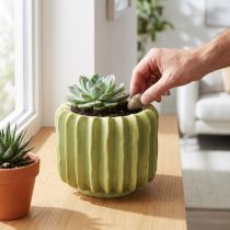 Artículo Maceta de cactus, recipiente ideal para acentos exóticos en el hogar, 16 cm