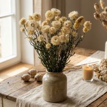 Artículo Decoración seca flor de paja crema helicriso seco 50cm 30g