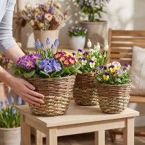 Artículo Juego de 3 cestas de mimbre natural, cestas redondas para plantar, maceteros decorativos Ø27/25/20cm, mimbre rústico