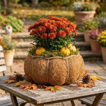 Artículo Cesta para plantas calabaza decoración otoñal naranja Ø22cm H17cm