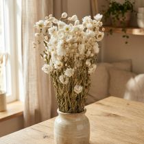 Artículo Flores secas de manzanilla para decoración, ramo blanco de 65 cm, 50 g