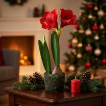 Artículo Amarilis en bolas de musgo artificial - flores de color rojo brillante, 49 cm - decoración elegante y natural de la habitación