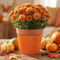 Artículo Puños plisados para maceteros naranja 14,5cm 100 piezas