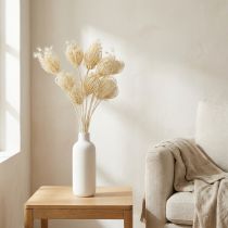Artículo Flores secas de hinojo crema blanqueadas, ramo de 45 cm, 10 unidades