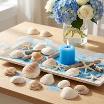 Artículo Decoración de conchas conchas blancas marrones berberechos 5-7cm 300g