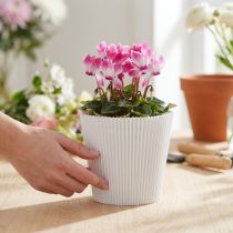 Artículo Puños plisados blanco 10,5cm 100 piezas
