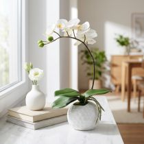 Artículo Crema de Phalaenopsis en macetero de cerámica 33cm