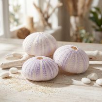Artículo Carcasa de concha de erizo de mar en blanco-violeta Ø4-6cm 12uds