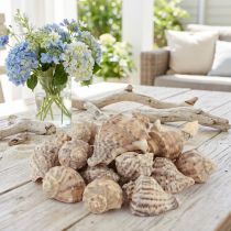 Artículo Decoración de concha de caracol caracoles de mar marrón crema 4-6cm 300g