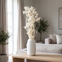 Artículo Flores secas de Nigella, ramo de elegante decoración natural para interiores exclusivos, 70 cm, 50 g