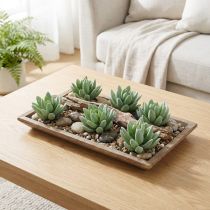 Artículo Echeveria Suculenta Ø6.5cm L11cm 6uds