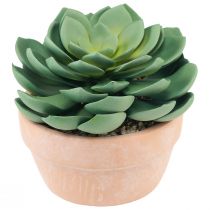 Artículo Planta suculenta en maceta Echeveria artificial verde Ø15cm