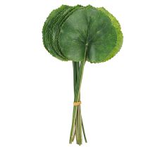 Artículo Hojas artificiales de Galax Urceolata verde Ø10cm L23cm 12 uds