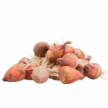 Artículo Decoración vegetal mini remolacha artificial Ø2,5cm H3,5cm 24 piezas