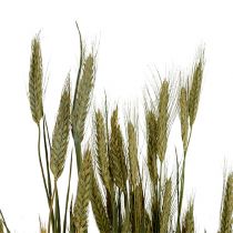 Artículo Decoración de grano de cebada decoración seca natural manojo de 80 cm 1 pieza