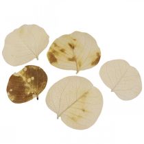 Artículo Decoración hojas secas Moneta crema floristería seca 100g