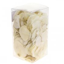 Artículo Decoración hojas secas Moneta crema floristería seca 100g