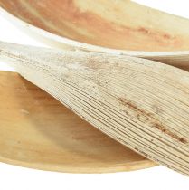 Artículo Cáscaras de coco, hojas de coco blanqueadas, 22-42 cm, 25 piezas