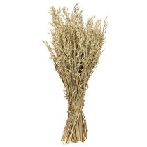 Artículo Avena seca decorativa, ramo de avena natural, decoración, 60 cm, 200 g