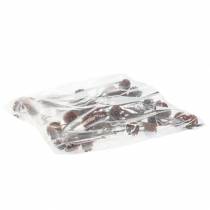 Artículo Flores secas de Glabrum Leucospermum 25-40cm 25 uds