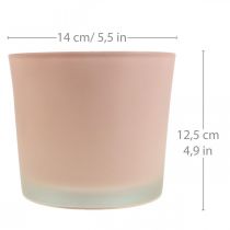 Macetero de cristal macetero de cristal rosa Ø14,5cm H12,5cm