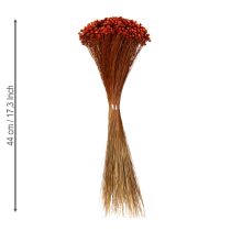 Artículo Ramo de flores secas, un encantador complemento para jarrones o arreglos, 44 cm.