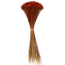 Artículo Ramo de flores secas, un encantador complemento para jarrones o arreglos, 44 cm.