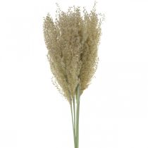 Hierba seca hierba ornamental para decoración florística seca naturaleza H55cm