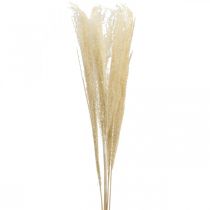 Dried Deco Grass Césped ornamental natural decoración seca 6 tallos