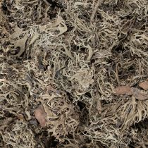 Artículo Musgo decorativo, musgo gris para manualidades, 500 g