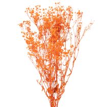 Artículo Ramo de flores secas de paniculata (Gypsophila) de 75 cm y 100 g.