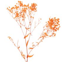 Artículo Ramo de flores secas de paniculata (Gypsophila) de 75 cm y 100 g.