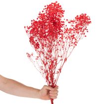 Artículo Ramo de gypsophila seca (75 cm, 100 g)