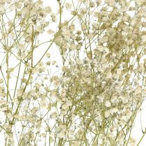 Gypsophila seca, Dry Floristics, Gypsophila White L64cm 20g