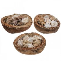 Artículo Media cáscara de coco decoración de conchas caracoles decoración 18–19 cm 3 piezas