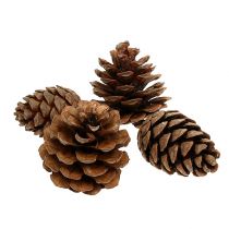 Conos de Halepensis naturales 5kg