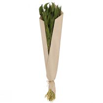 Artículo Hierba de cola de conejo (Lagurus) verde decorativa seca 50-60 cm 50 g Flores secas