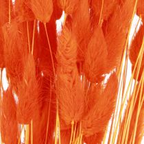 Artículo Hierba Cola De Conejo Lagurus Naranja Seca 50-60cm 50g