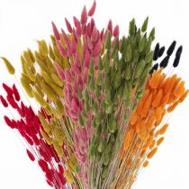 Artículo Hierba de cola de liebre Lagurus seca coloreada 60 cm 50 g