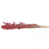 Artículo Hierba de cola de conejo (Lagurus) seca rosa claro, 60 cm, 50 g, decoración de flores secas, artificial, estilo bohemio, para bodas.