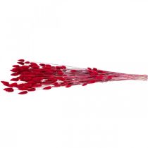 Artículo Hierba de cola de conejo (Lagurus) roja seca, 60 cm, 50 g, decoración de flores secas