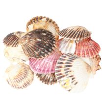 Artículo Berberechos vacíos en concha natural decoración 3cm–5cm 300g