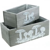 Artículo Caja de madera set seta venenosa, decoraciones de otoño, decoraciones de jardín, cajas de plantas L40 / 30cm, juego de 2