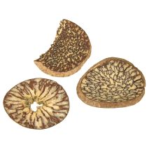 Artículo Rodajas de madera, frutas de árbol decorativas, naturales, DIY, FSC, 1-3,5 cm, 300 g