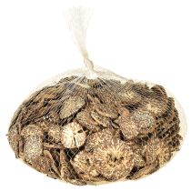 Artículo Rodajas de madera, frutas de árbol decorativas, naturales, DIY, FSC, 1-3,5 cm, 300 g