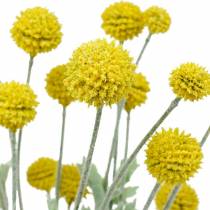 Artículo Flores de seda Craspedia artificiales amarillas baquetas