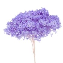 Artículo Flor de hortensia seca para un elegante diseño y decoración de interiores, 80 cm
