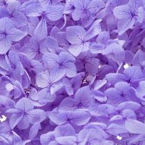 Artículo Flor de hortensia seca para un elegante diseño y decoración de interiores, 80 cm